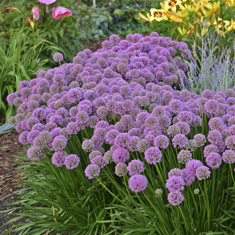 Allium senescens 'Millennium'